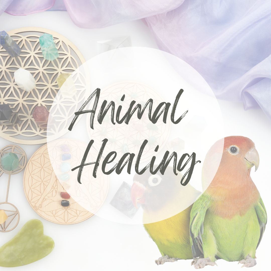 Animal Healings